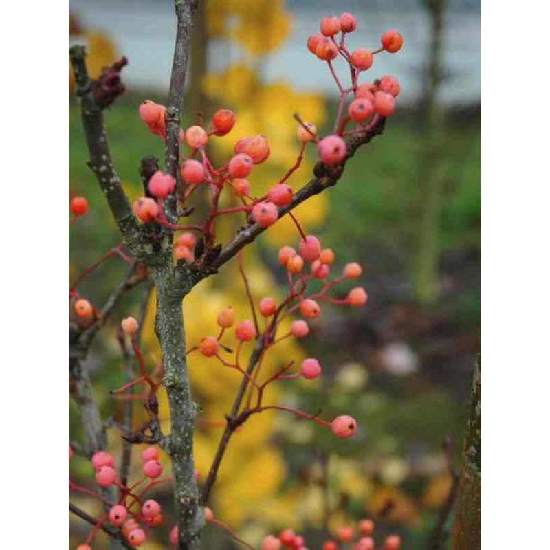 Sorbus alnifolia 'Red Bird' Sorbus alnifolia 'Red Bird'