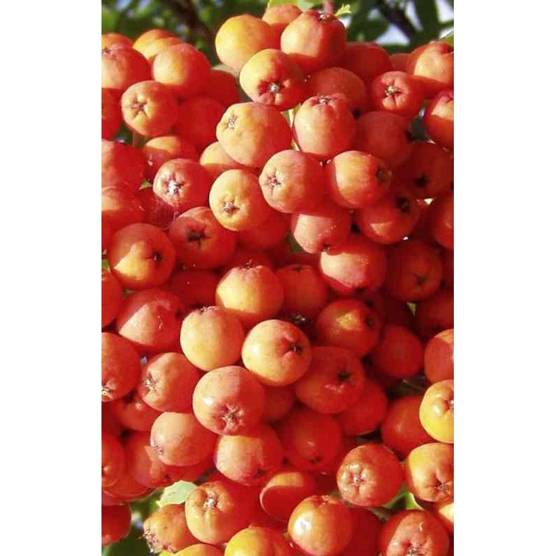 Sorbus aucuparia Sorbus aucuparia