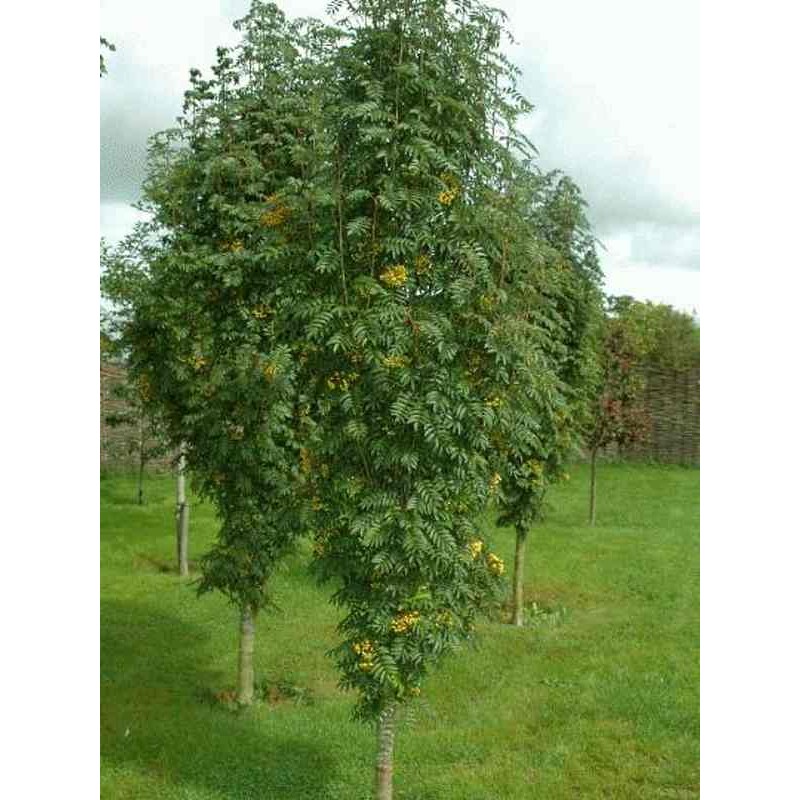 Sorbus Autumn Spire (Flanrock)