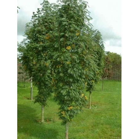 Sorbus Autumn Spire (Flanrock) Sorbus Autumn Spire (Flanrock)