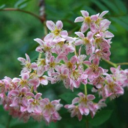 Sorbus cashmiriana flowers