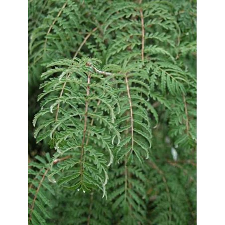 Sorbus 'Chinese Lace'