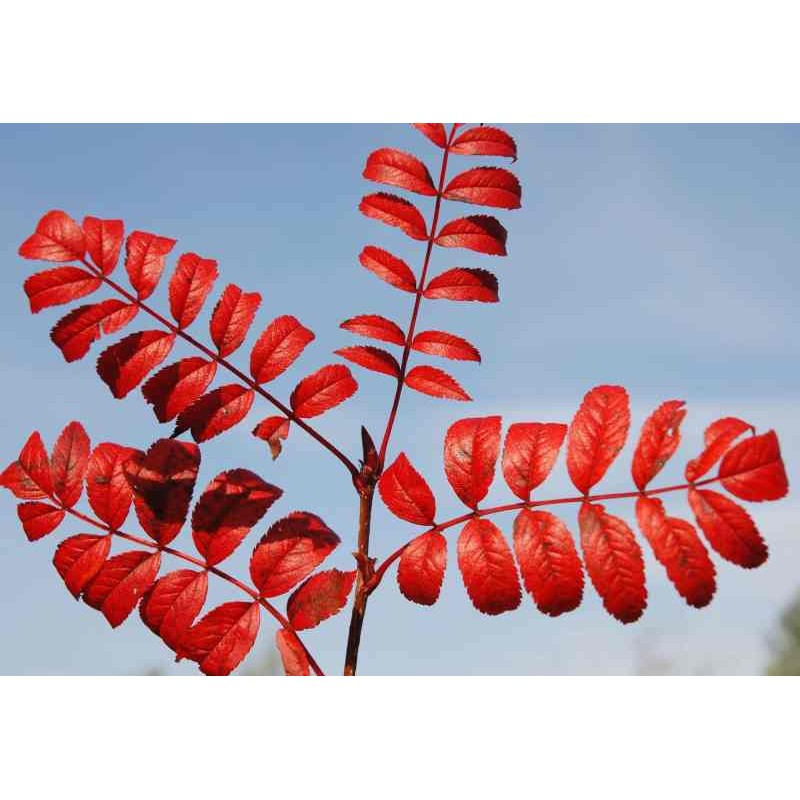 Sorbus commixta 'Embley'