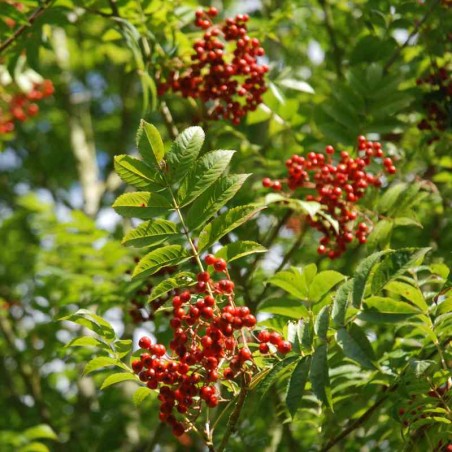 Sorbus commixta 'Embley'