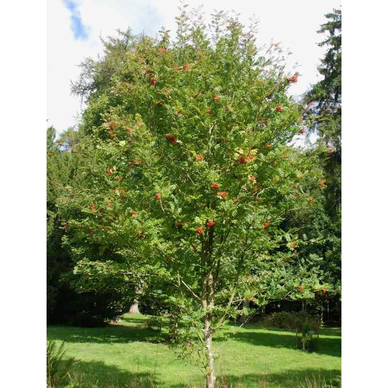 Sorbus commixta 'Embley'