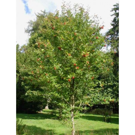 Sorbus commixta 'Embley'