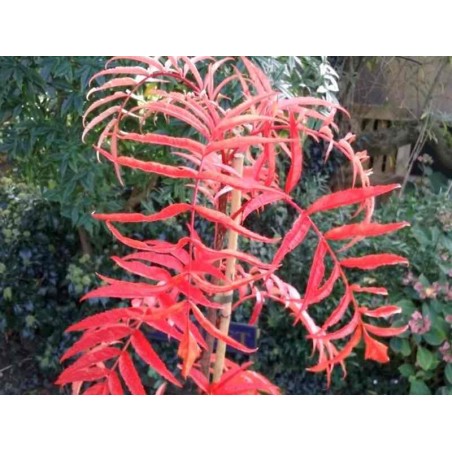 Sorbus commixta 'Olympic Flame' - autumn colour