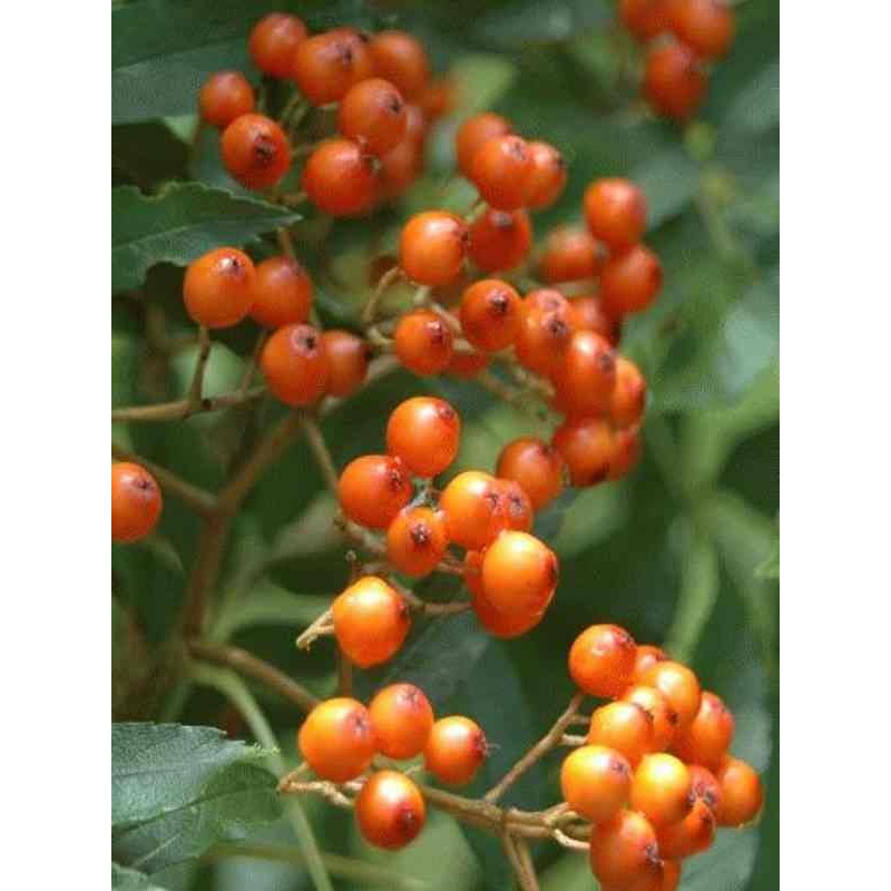 Sorbus commixta 'Ravensbill' Sorbus commixta 'Ravensbill'