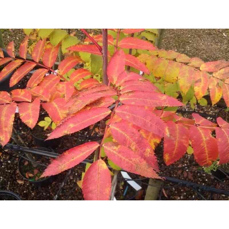 Sorbus decora Sorbus decora