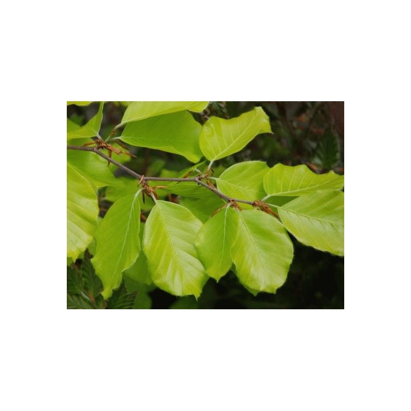 Fagus sylvatica 'Zlatia' - leaves in spring