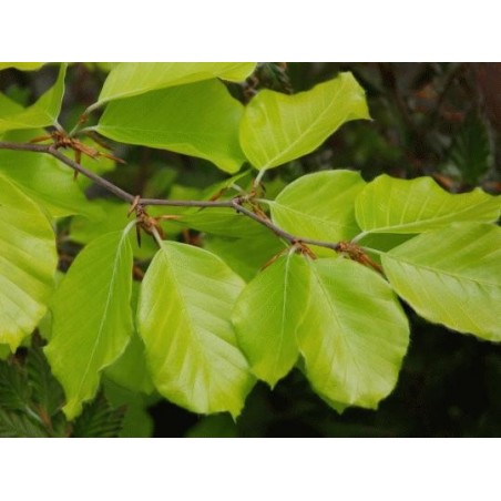 Fagus sylvatica 'Zlatia' - leaves in spring