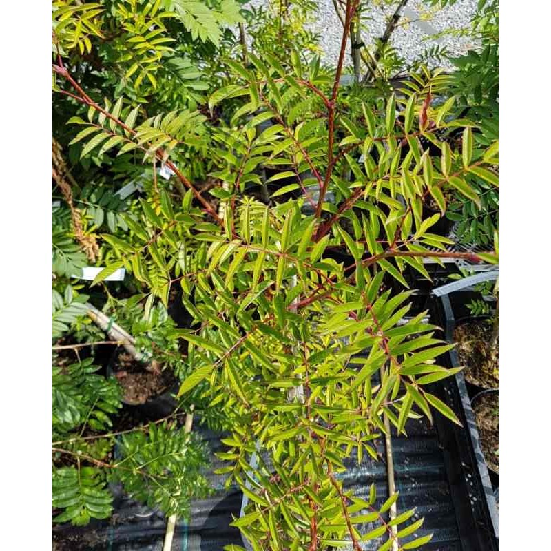 Sorbus commixta 'Carmencita' Sorbus commixta 'Carmencita'