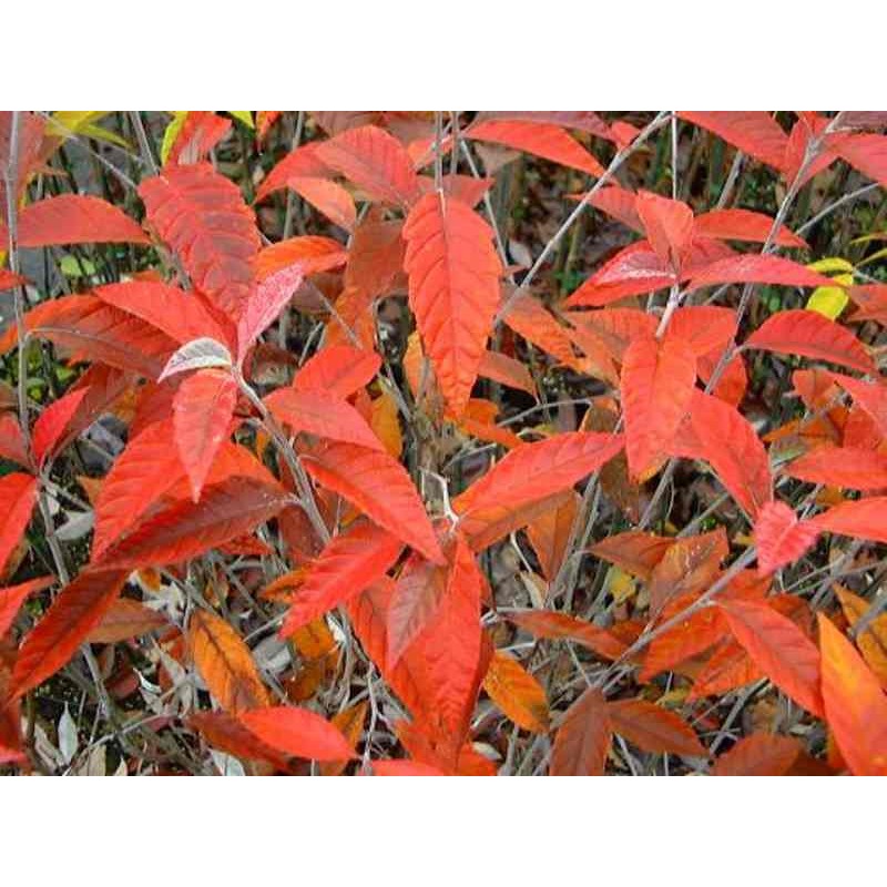 Sorbus folgneri 'Emiel' Sorbus folgneri 'Emiel'