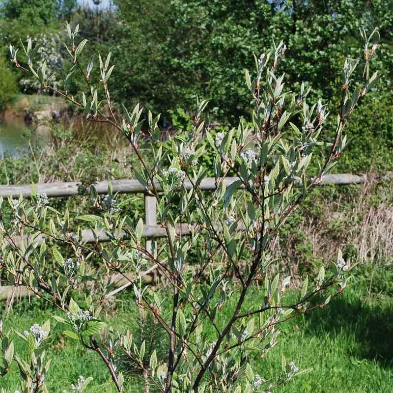 Sorbus folgneri 'Lemon Drop' Sorbus folgneri 'Lemon Drop'
