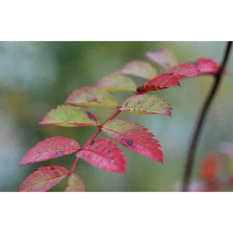 Sorbus hupehensis Sorbus hupehensis