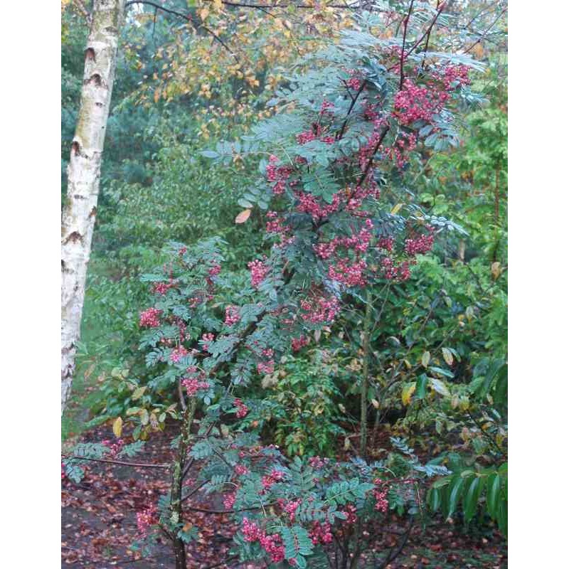 Sorbus hupehensis 'Pink Pagoda'