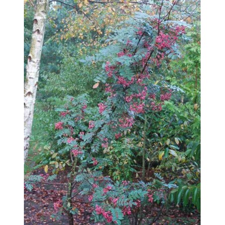 Sorbus hupehensis 'Pink Pagoda' Sorbus hupehensis 'Pink Pagoda'