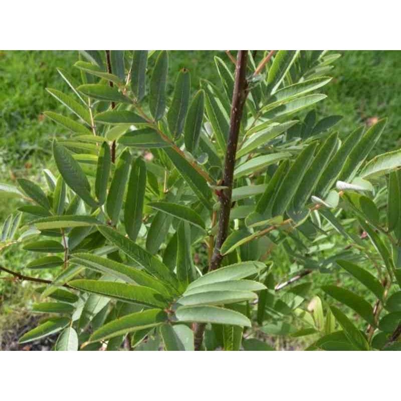 Sorbus 'Leonard Messel' Sorbus 'Leonard Messel'