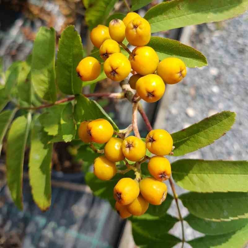 Sorbus 'Nevezhinskaja' Sorbus 'Nevezhinskaja'