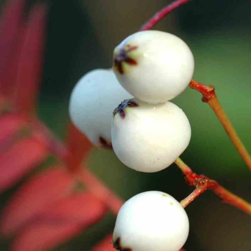 Sorbus koehneana Sorbus koehneana