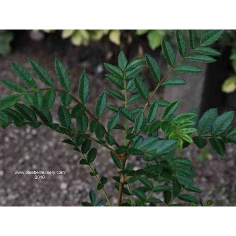 Sorbus reducta Sorbus reducta