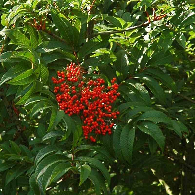 Sorbus sargentiana - autumn fruit