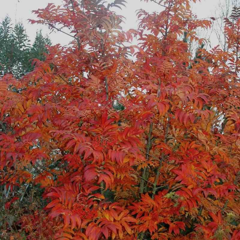 Sorbus sargentiana - autumn colour
