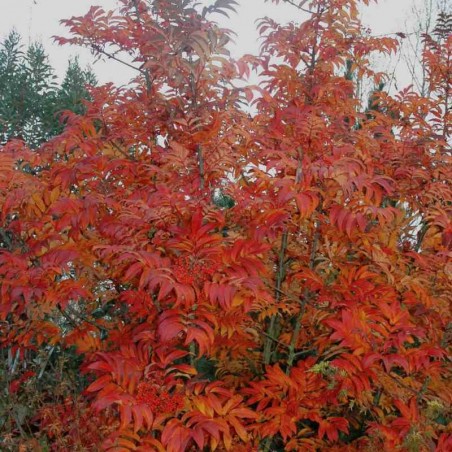 Sorbus sargentiana - autumn colour Sorbus sargentiana - autumn colour