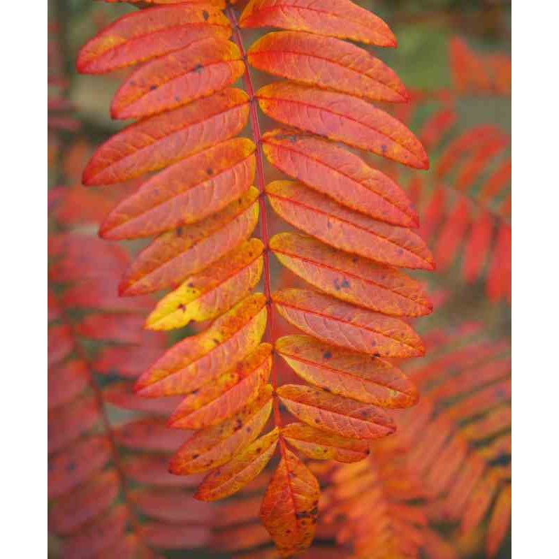 Sorbus scalaris