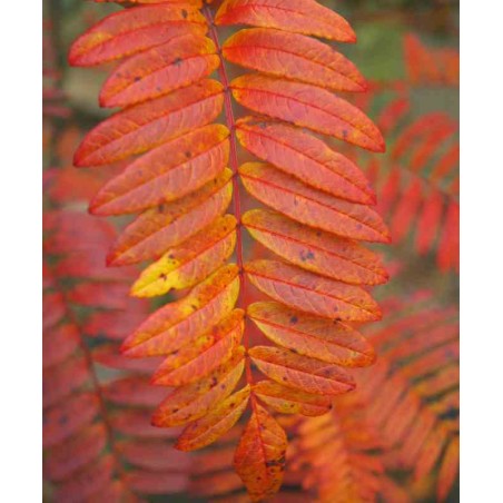 Sorbus scalaris Sorbus scalaris