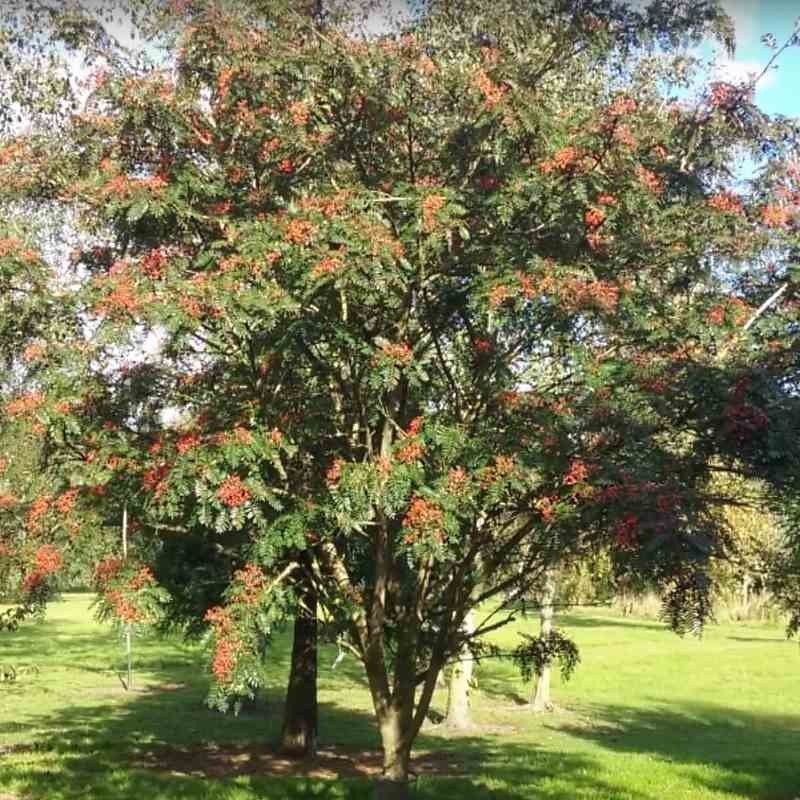 Sorbus scalaris Sorbus scalaris