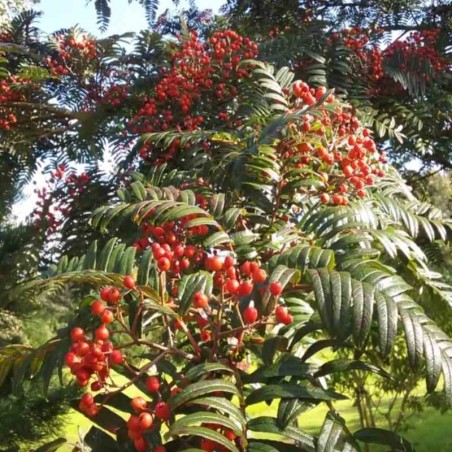 Sorbus scalaris Sorbus scalaris