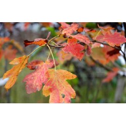 Sorbus torminalis