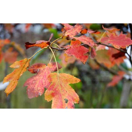 Sorbus torminalis Sorbus torminalis