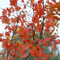 Sorbus torminalis
