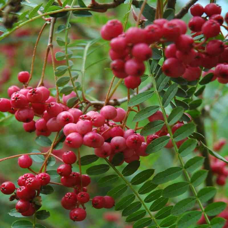 Sorbus vilmorinii Sorbus vilmorinii
