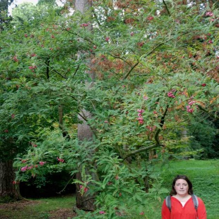 Sorbus vilmorinii Sorbus vilmorinii