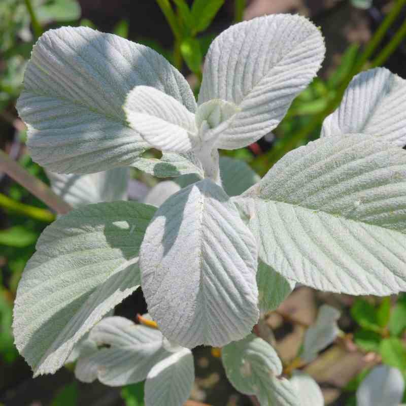 Sorbus wardii