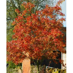 Sorbus x 'Joseph Rock'