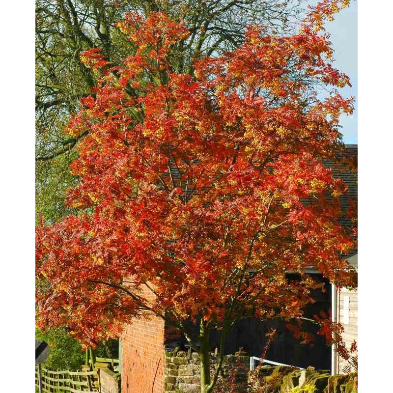 Sorbus x 'Joseph Rock'