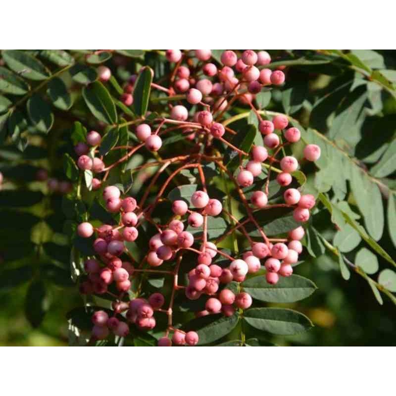 Sorbus 'Yunnan Pink'
