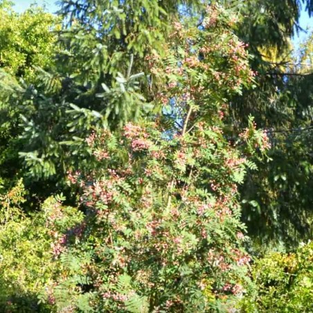 Sorbus 'Yunnan Pink' Sorbus 'Yunnan Pink'