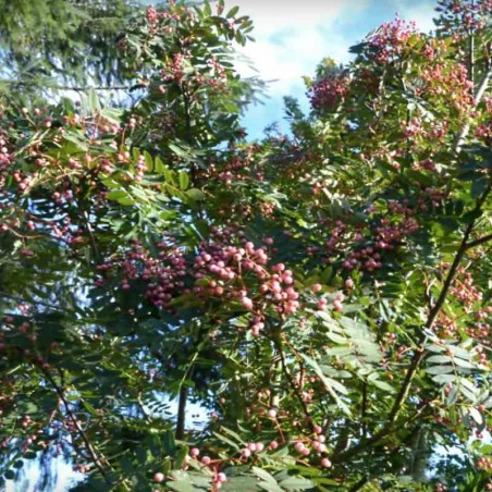Sorbus 'Yunnan Pink' Sorbus 'Yunnan Pink'