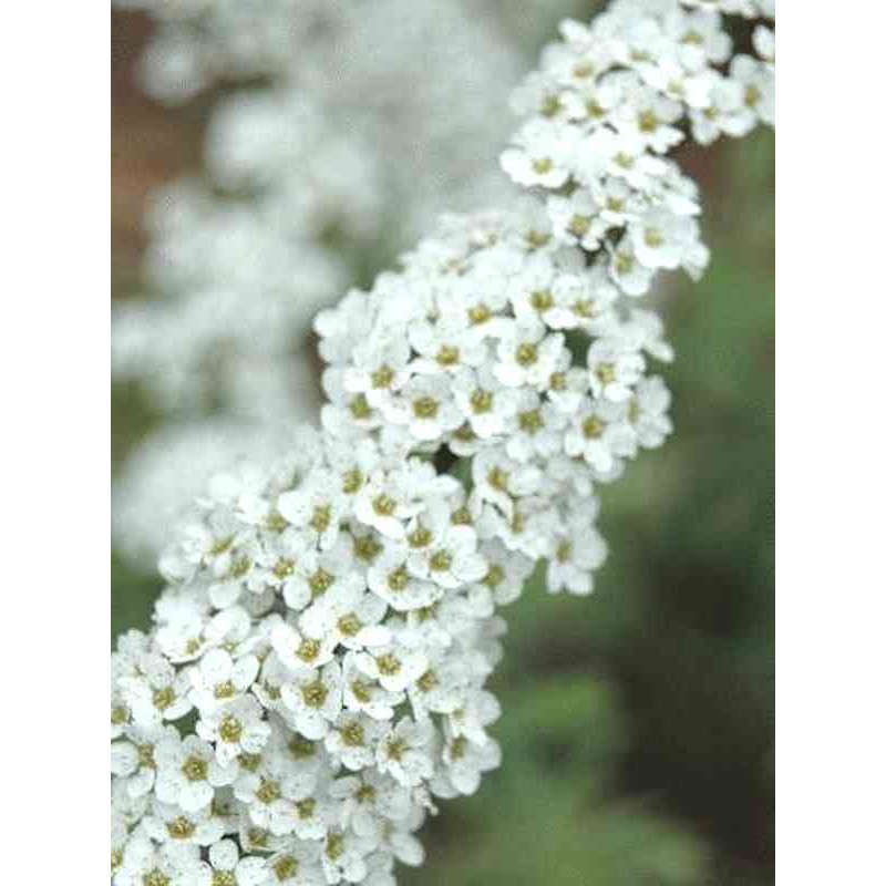 Spiraea 'Arguta' Spiraea 'Arguta'