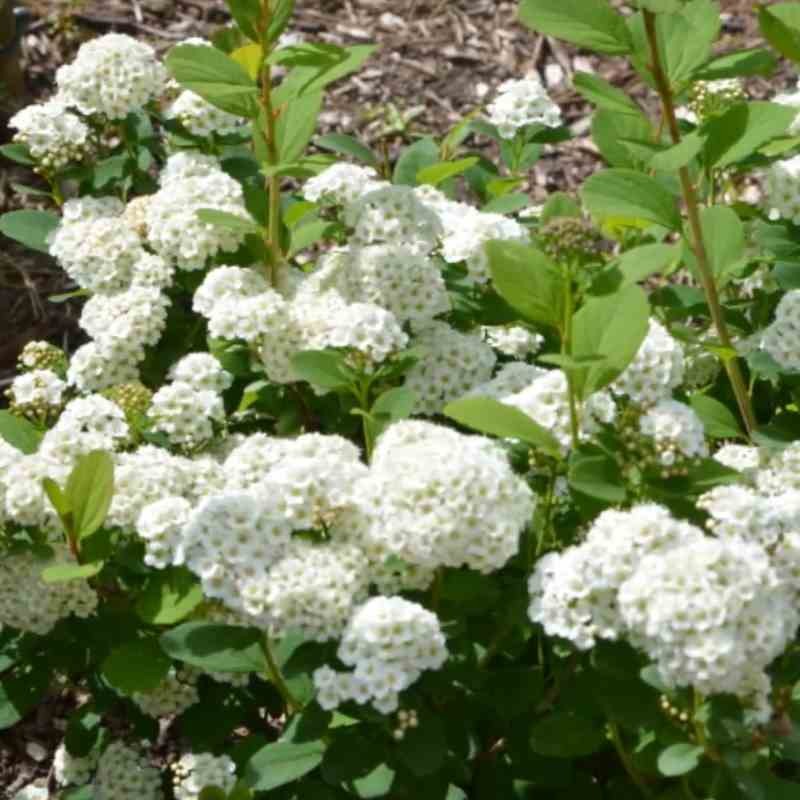 Spiraea betulifolia 'Tor' Spiraea betulifolia 'Tor'