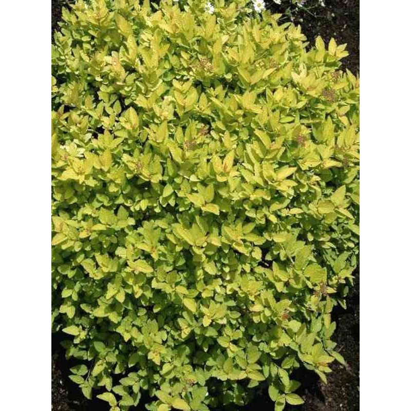 Spiraea japonica 'Golden Princess' Spiraea japonica 'Golden Princess'