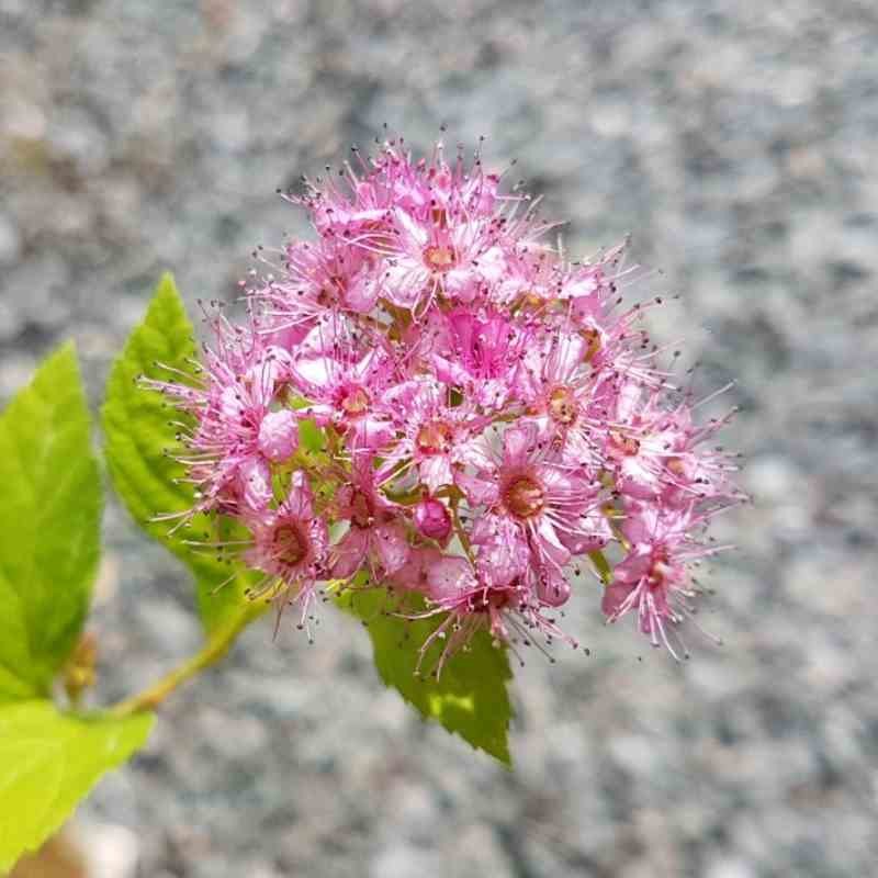 Spiraea japonica 'Golden Princess' - flowers Spiraea japonica 'Golden Princess' - flowers