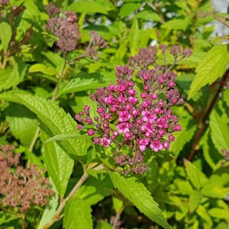 Spiraea japonica 'Dart's Red'