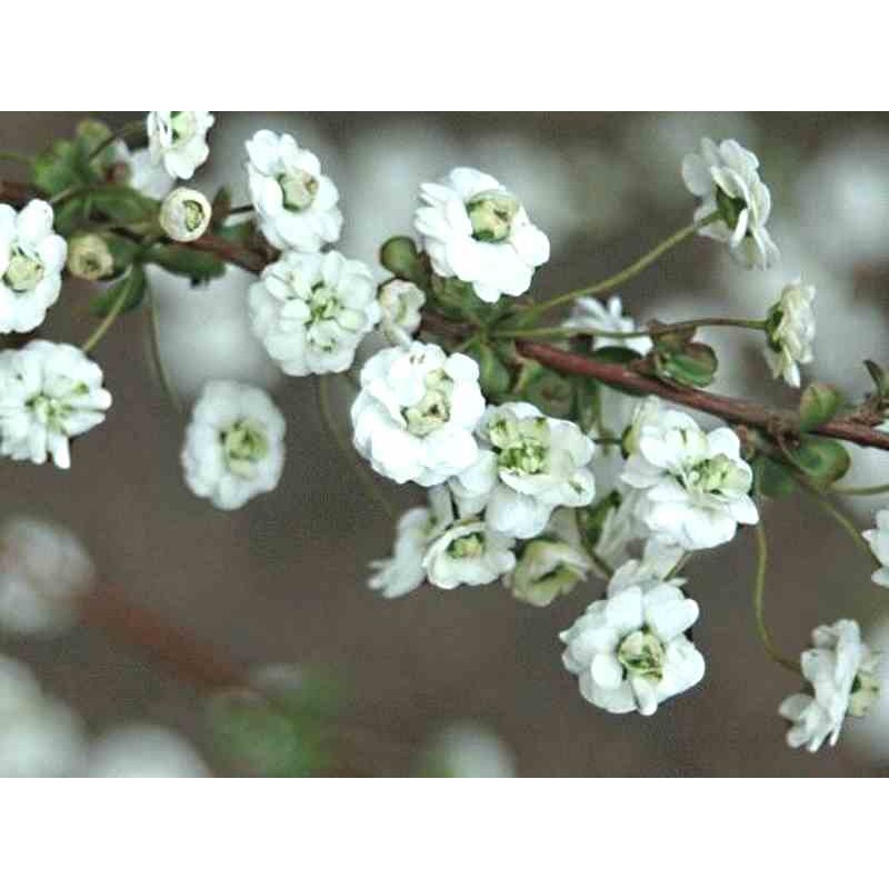 Spiraea prunifolia 'Plena' Spiraea prunifolia 'Plena'
