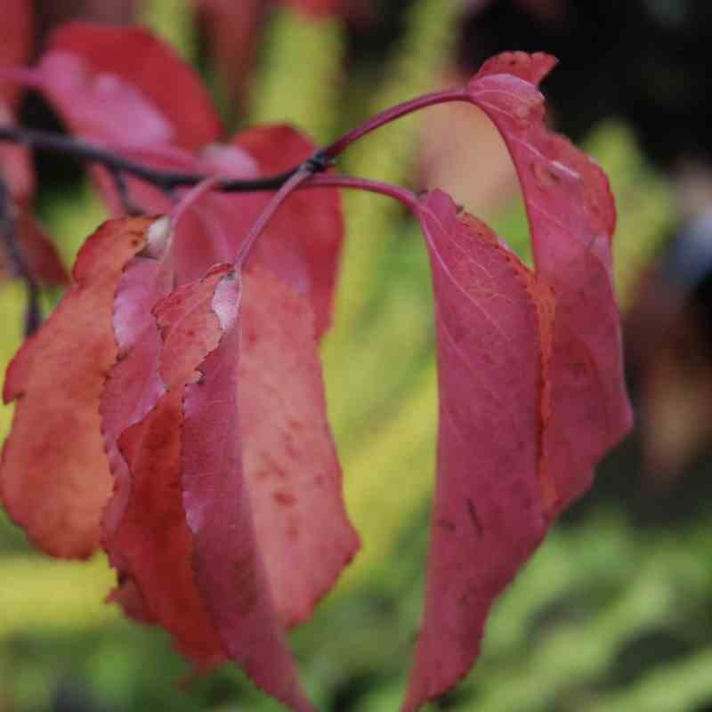 Stachyurus chinensis 'Celina'